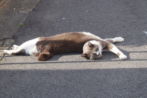 伸びしながら見るちびにゃん