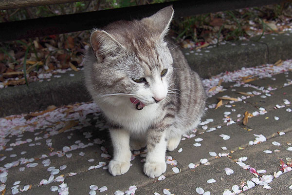 食べた後　クロム