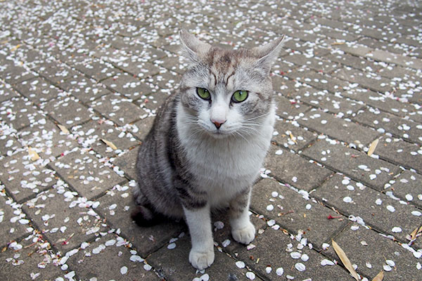 花びらの上でお座りクロム