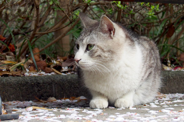 犬が鳴いている　クロム