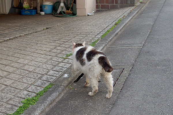 テル　水場へゴー