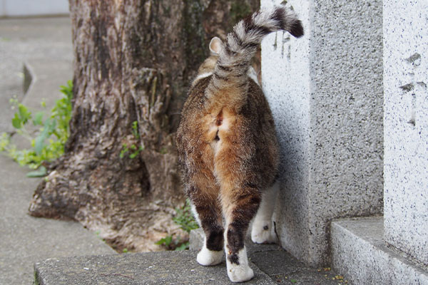 お尻サービス　雫