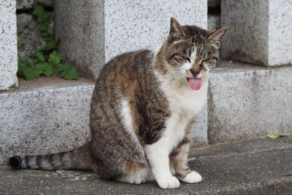 舌が出過ぎの雫