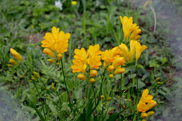 troop of freesia yellow flower