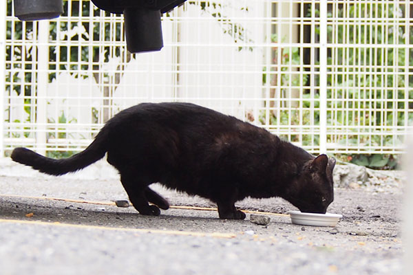 食べているティア　横から