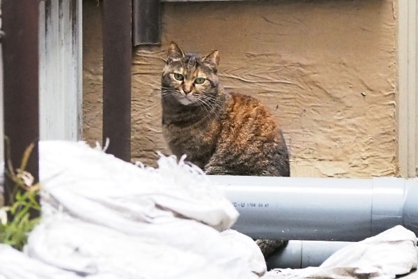 あき　駐車場の奥