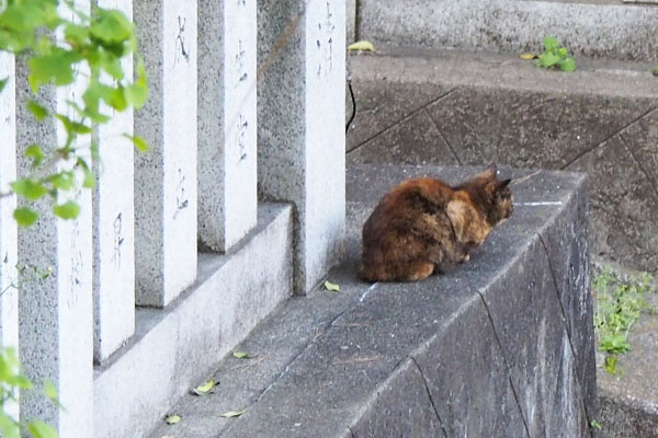 階段の上からクロテ　背中