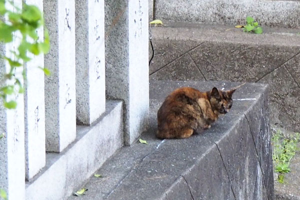 階段の上からクロテ　横向く