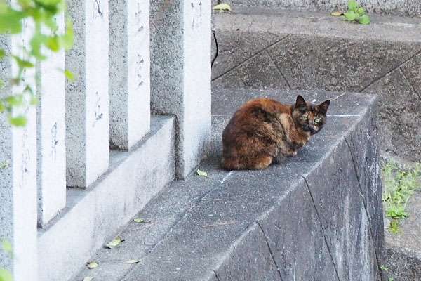 階段の上からクロテ　気が付く