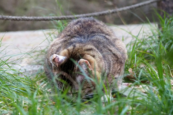 フォックスひとりの日　またね