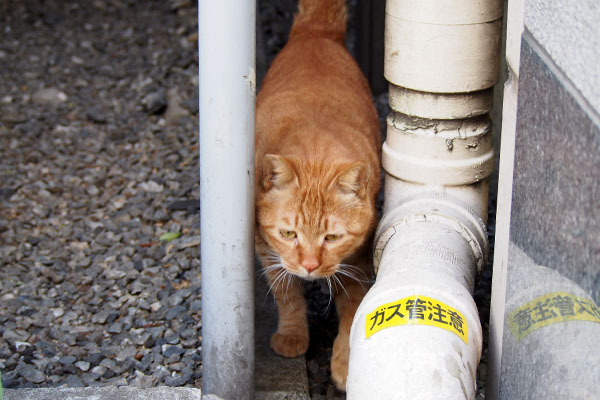 突然出て来た　カブ