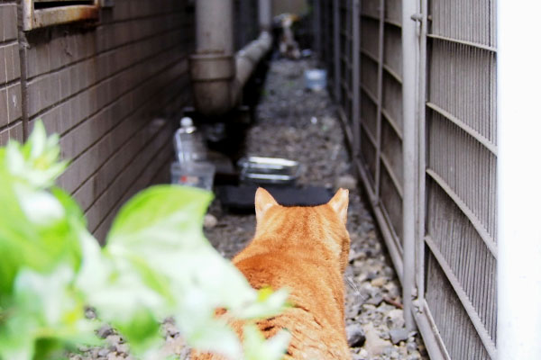 リコを呼ぶカブ