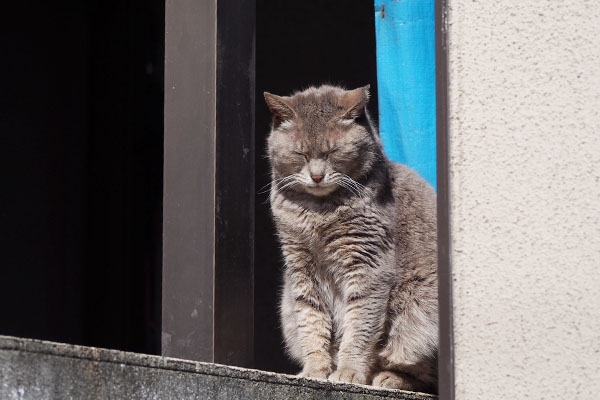 塀の奥にお座り　シピ