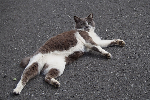 道路の真ん中　余裕のちびにゃん