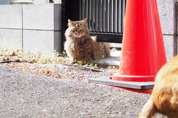 にゅいーんと出て来るメレンゲ