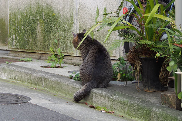 タビッツの背中