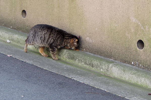 食べるタビッツ