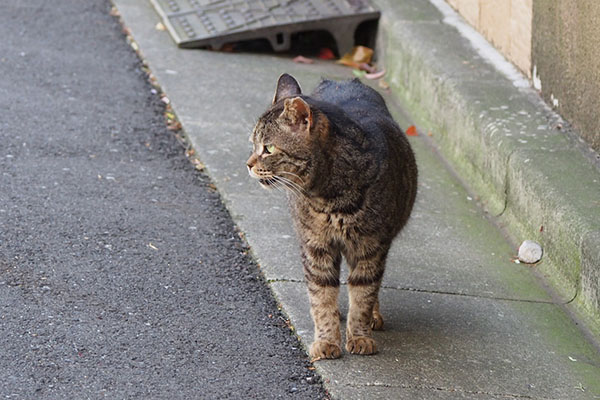 タビッツの横顔