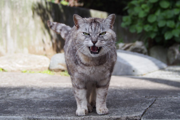 遅いんじゃー　銀の雄叫び