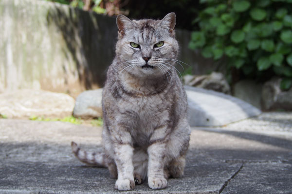 ちょっと言い過ぎたか　銀