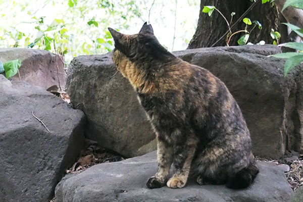 ラコ　石の上で周りを見る