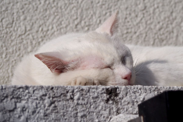 眉間にシワよせチロル