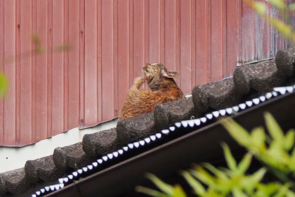 瓦屋根　ルル　３　カキカキ