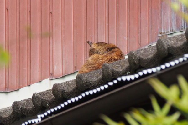 瓦屋根　ルル　終了