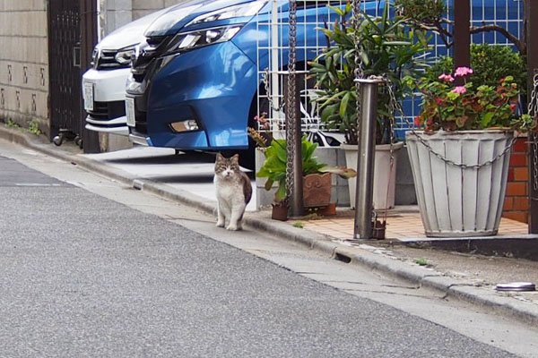 こちらに気が付く　もも