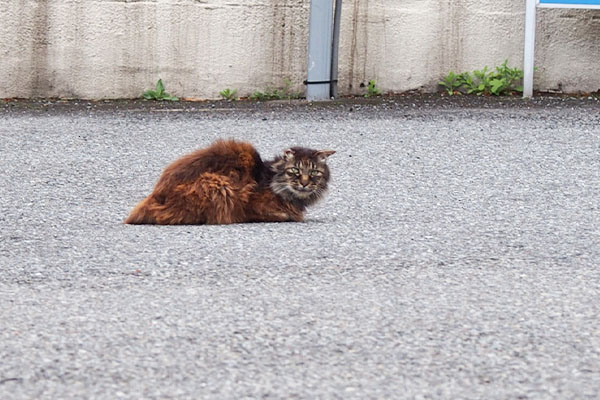 駐車場の真ん中にモフキジ君