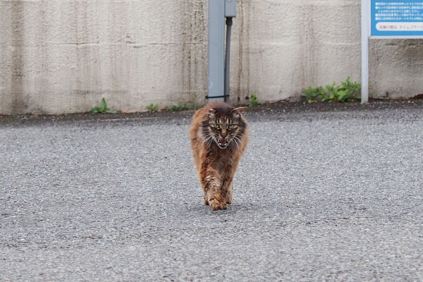 こちらに来る　モフキジ君