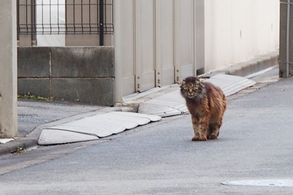 モフキジ君　遠くから見る