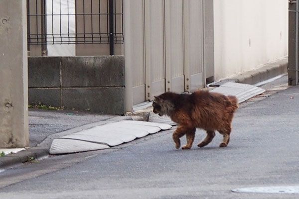 事務所へ戻るモフキジ君