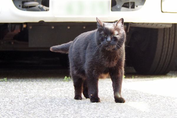 人面猫　くろ太