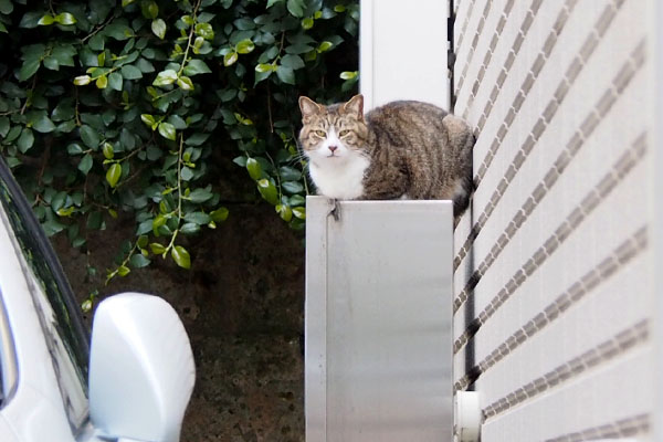 給湯器の上で香箱　サーヤ