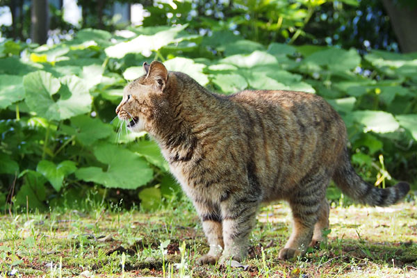 お報せ鳴きをするサキ