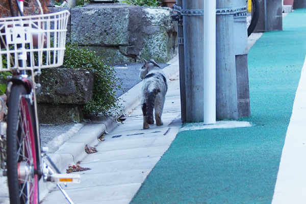 電柱横にテン