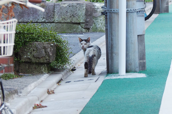 振り向くテン