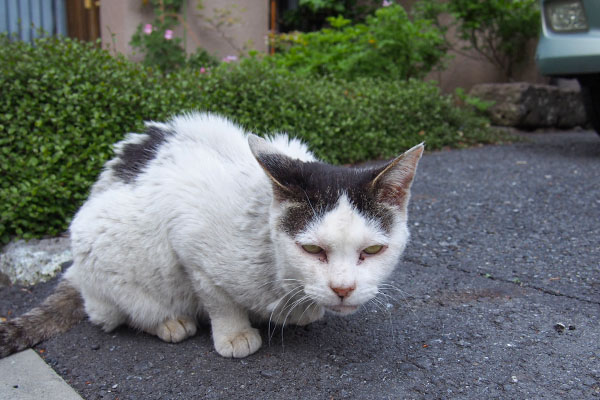 ちゅ～るを出して　テン