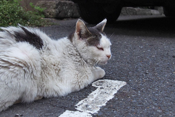 食後のまったり　テン