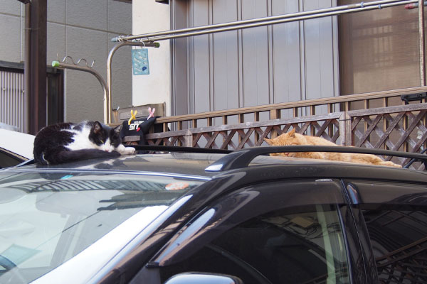 スズとナチャ同じ車の上