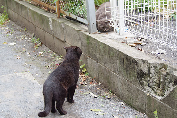 覗くティア　しっぽまで