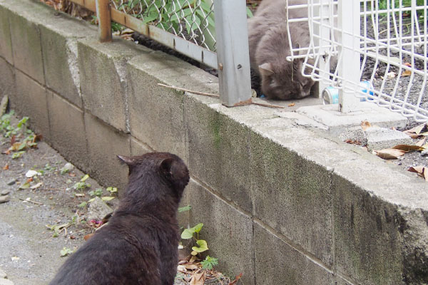 食べるマフを見ているティア