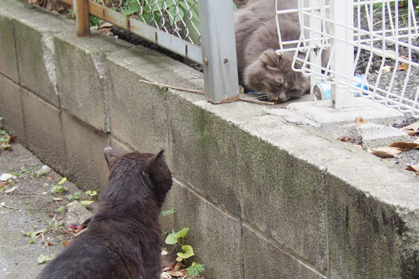 マフはガルガル言いながら食べている