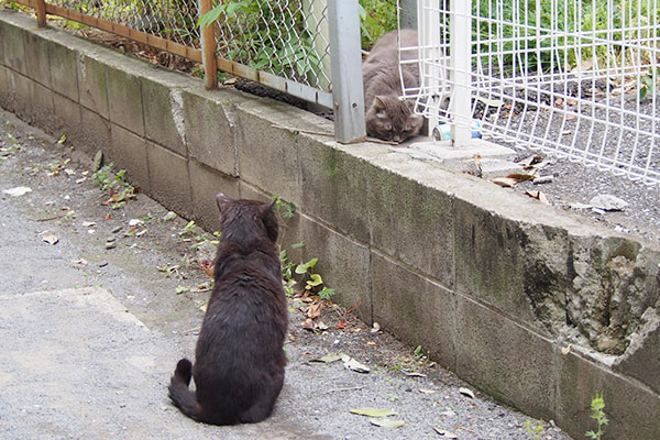 お座りして待つティア