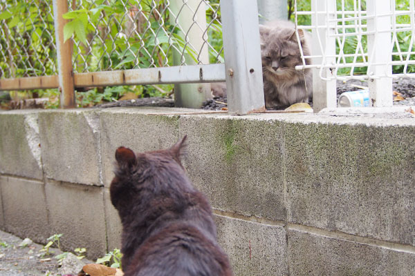 あっちへ行きニャと諭すマフ