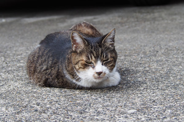 猫風邪引いたのかな　フラワー