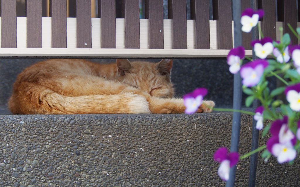 ジルと紫の花