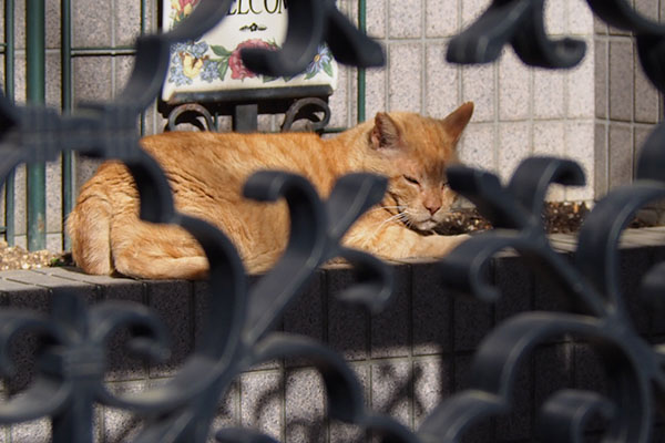 顔上げた　コダ