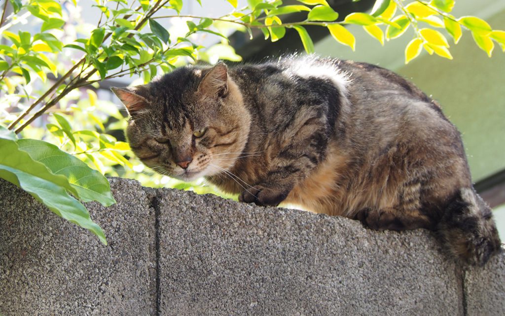 トッキー　塀の上　大きなお顔に